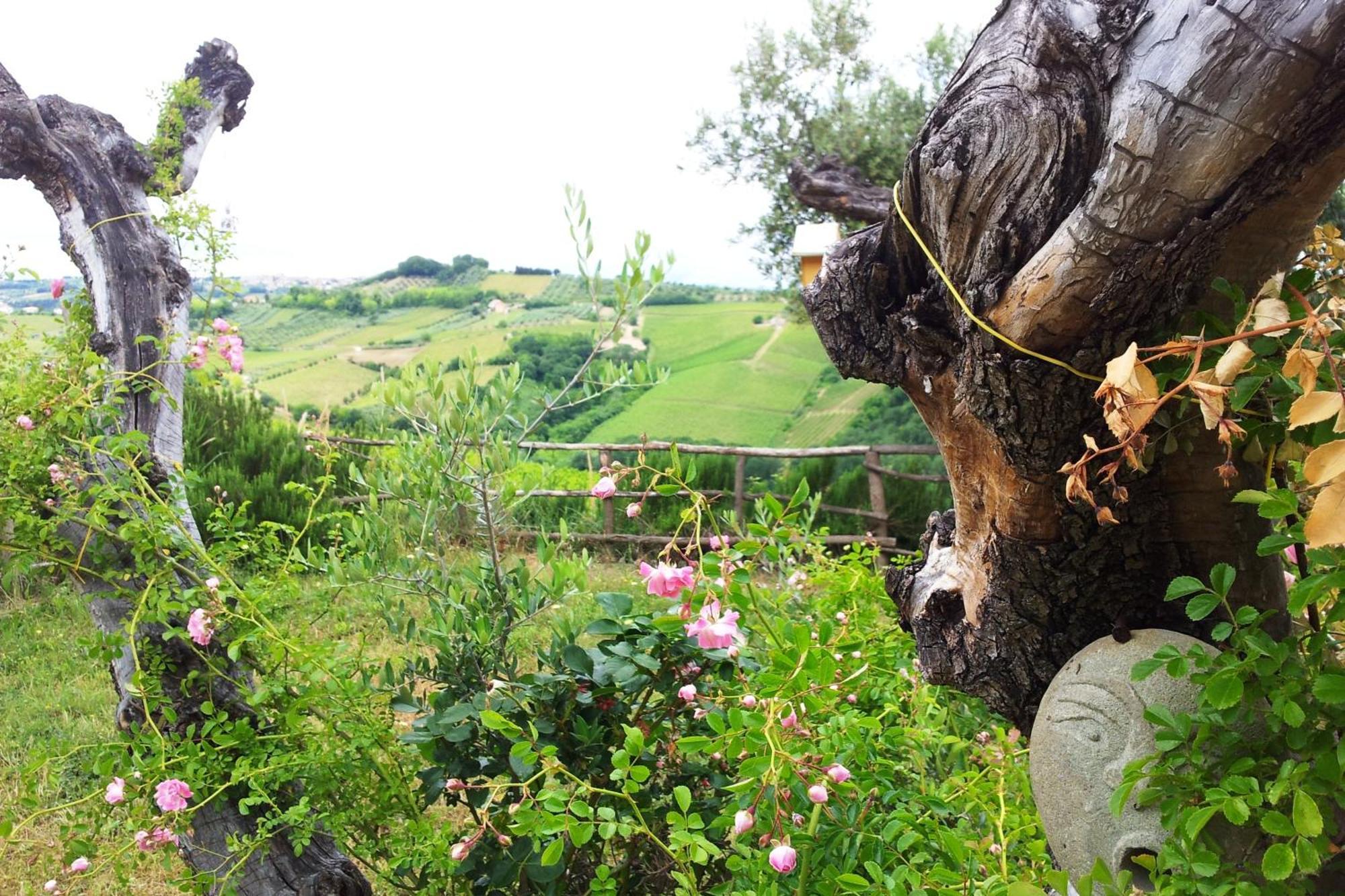 Agriturismo Campoletizia Miglianico Екстер'єр фото
